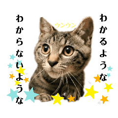 [LINEスタンプ] こじゅしかスタンプ