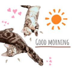 [LINEスタンプ] おもちとこんぶ1