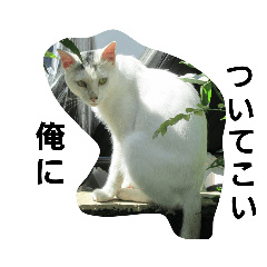 [LINEスタンプ] ねこの白ときどきハチワレ