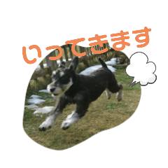 [LINEスタンプ] T家のどうぶつ2