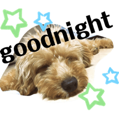 [LINEスタンプ] てぃの(トイプードル )