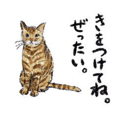 [LINEスタンプ] あさぼうやねこ