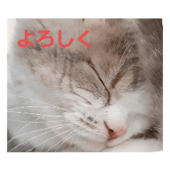 [LINEスタンプ] ねこ好きオスス
