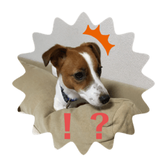 [LINEスタンプ] ジャックの日常 C