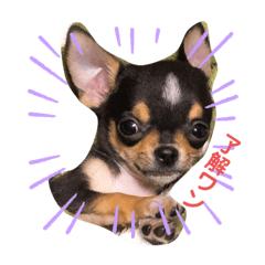 [LINEスタンプ] エルモ君の日常