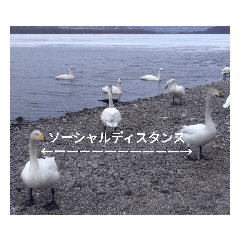 [LINEスタンプ] Hokkaido 白鳥