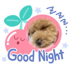 [LINEスタンプ] トイプードルワンコ