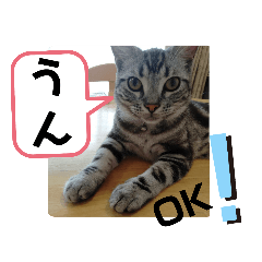 [LINEスタンプ] ルナくん3 アメリカンショートヘア