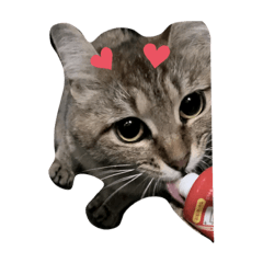 [LINEスタンプ] 触らせてくれない野良猫グッドとラッキー