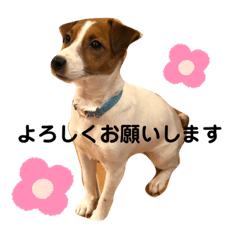 [LINEスタンプ] ジャックラッセルのジャック日和