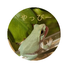 [LINEスタンプ] かえるのかえちゃん