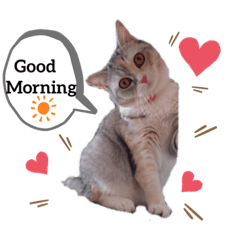 [LINEスタンプ] 猫好きの日常会話（シフォン①）