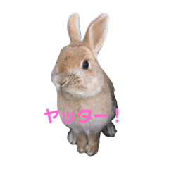 [LINEスタンプ] うさぎのりりーちゃん