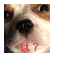 [LINEスタンプ] Lilyの毎日