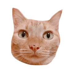 [LINEスタンプ] ちぃちゃんしか勝たん