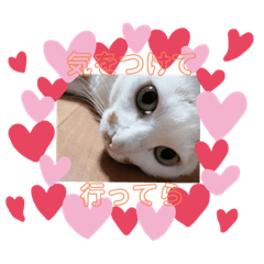 [LINEスタンプ] ぴーぷー語録