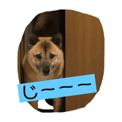 [LINEスタンプ] 小梅のほのぼの日常