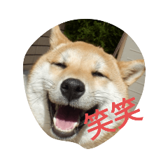 [LINEスタンプ] 色んな犬ワンワン