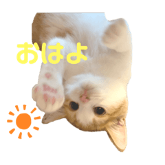 [LINEスタンプ] おてんば猫のころね