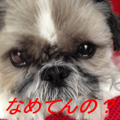 [LINEスタンプ] 毒舌犬 まろの日常