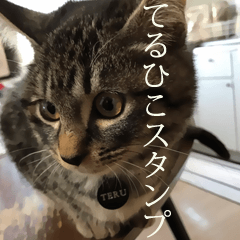 [LINEスタンプ] 愛猫てるひこ