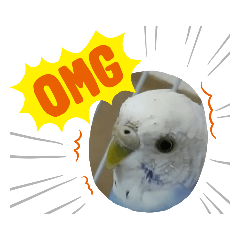 [LINEスタンプ] インコのおーちゃんスタンプ