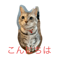 [LINEスタンプ] はっさくちゃん