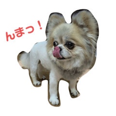 [LINEスタンプ] うちの子ライオン