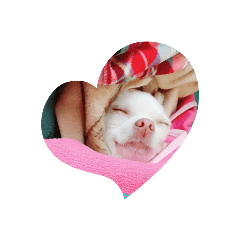 [LINEスタンプ] い·ぬ2
