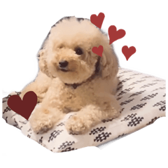 [LINEスタンプ] ジャッキーくんたくさんのスタンプ