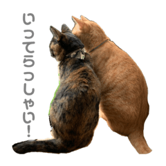 [LINEスタンプ] 小梅のねこ 2
