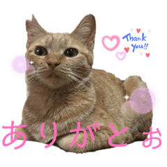 [LINEスタンプ] ゆずトロスタンプ