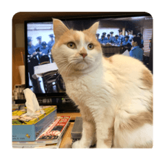 [LINEスタンプ] でぶねこのポヨ