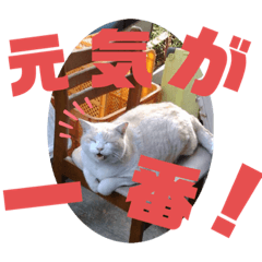 [LINEスタンプ] 我が家のにゃんず(と)