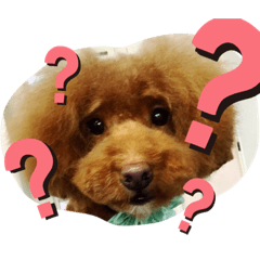 [LINEスタンプ] ノア(トイプードル )