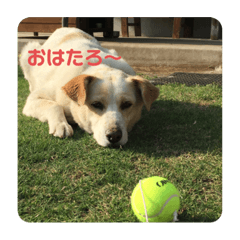 [LINEスタンプ] たろスタ①