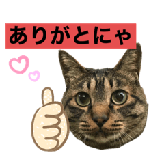[LINEスタンプ] cat cat cat stamps.の画像（メイン）