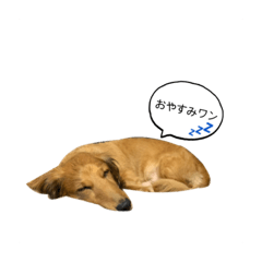 [LINEスタンプ] 話すラガーちゃん