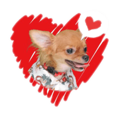 [LINEスタンプ] チワワのチップちゃん 1