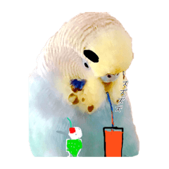 [LINEスタンプ] 極太まゆインコ