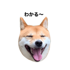 [LINEスタンプ] 豆柴おからくん②