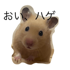 [LINEスタンプ] ぽんとゴン