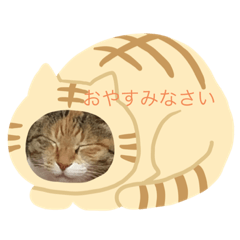 [LINEスタンプ] 白猫と茶猫の生活