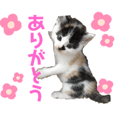 [LINEスタンプ] sora♡part1