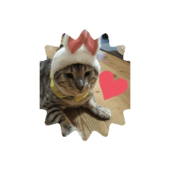 [LINEスタンプ] 猫猫 スタンプ