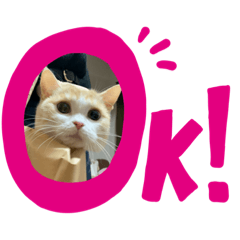 [LINEスタンプ] 猫のゆきちゃん108