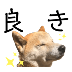 [LINEスタンプ] 柴犬 そらちゃん