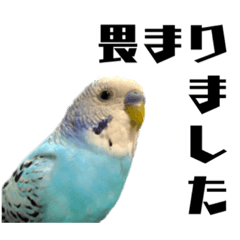[LINEスタンプ] 家族連絡 インコ1