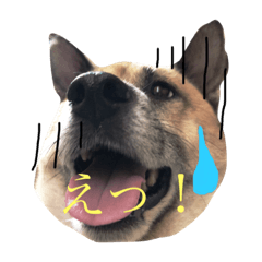 [LINEスタンプ] 小梅のほのぼの日常no1