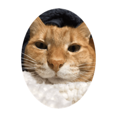 [LINEスタンプ] 猫のうにくん 3